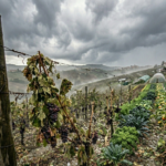 Avviso ai cittadini di truffe online sulla TARI